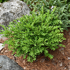 Plant Photo 4