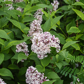 Plant Photo 2