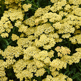 Plant Photo 5