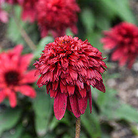 Plant Photo 2