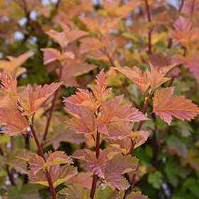 Plant Photo 9