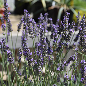 Plant Photo 5