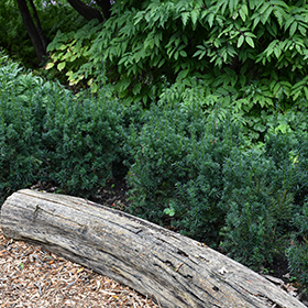 Plant Photo 6