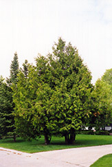 Arborvitae (Thuja occidentalis) at Debbie's Greenhouse & Garden Centre