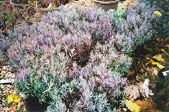 Blue Ice Bog Rosemary (Andromeda polifolia 'Blue Ice') at Debbie's Greenhouse & Garden Centre