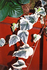 Variegated English Ivy (Hedera helix 'Variegata') at Debbie's Greenhouse & Garden Centre