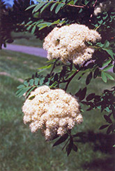 European Mountain Ash (Sorbus aucuparia) at Debbie's Greenhouse & Garden Centre