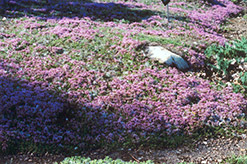 Mother-of-Thyme (Thymus praecox) at Debbie's Greenhouse & Garden Centre