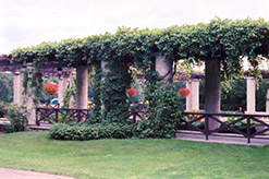 Virginia Creeper (Parthenocissus quinquefolia) at Debbie's Greenhouse & Garden Centre