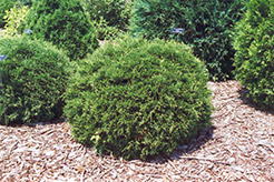 Hetz Midget Arborvitae (Thuja occidentalis 'Hetz Midget') at Debbie's Greenhouse & Garden Centre