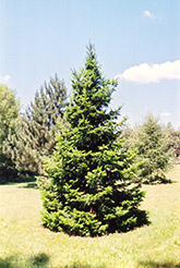Siberian Fir (Abies sibirica) at Debbie's Greenhouse & Garden Centre