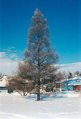 Tamarack (Larix laricina) at Debbie's Greenhouse & Garden Centre
