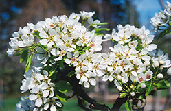 Ure Pear (Pyrus 'Ure') at Debbie's Greenhouse & Garden Centre