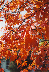 Ohio Buckeye (Aesculus glabra) at Debbie's Greenhouse & Garden Centre