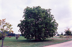 Black Walnut (Juglans nigra) at Debbie's Greenhouse & Garden Centre