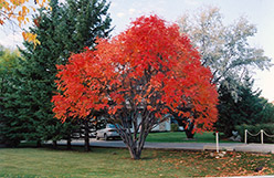 European Mountain Ash (Sorbus aucuparia) at Debbie's Greenhouse & Garden Centre