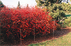 Emerald Carousel Barberry (Berberis 'Tara') at Debbie's Greenhouse & Garden Centre