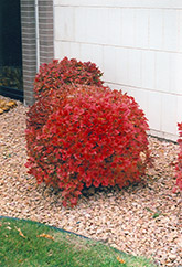 Bailey Compact Highbush Cranberry (Viburnum trilobum 'Bailey Compact') at Debbie's Greenhouse & Garden Centre