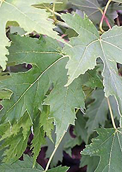 Silver Cloud Silver Maple (Acer saccharinum 'Silver Cloud') at Debbie's Greenhouse & Garden Centre