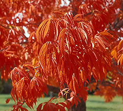Prairie Torch Buckeye (Aesculus 'Bergeson') at Debbie's Greenhouse & Garden Centre