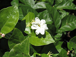 Arabian Jasmine (Jasminum sambac) at Debbie's Greenhouse & Garden Centre