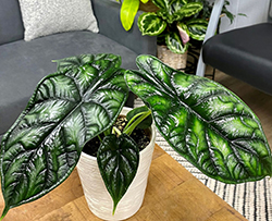 Mythic Dragon Scale Jewel Alocasia (Alocasia baginda 'Dragon Scale') at Debbie's Greenhouse & Garden Centre