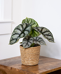 Mythic Silver Dragon Jewel Alocasia (Alocasia baginda 'Silver Dragon') at Debbie's Greenhouse & Garden Centre