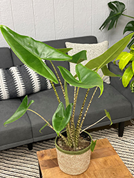 Mythic Zebrina Elephant Ears (Alocasia zebrina) at Debbie's Greenhouse & Garden Centre