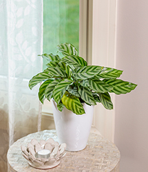 Color Full Freddie Prayer Plant (Calathea concinna 'Freddie') at Debbie's Greenhouse & Garden Centre