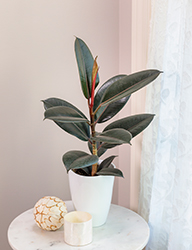 Chroma Abidjan Rubber Plant (Ficus elastica 'Abidjan') at Debbie's Greenhouse & Garden Centre