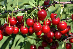 Crimson Passion Cherry (tree form) (Prunus 'Crimson Passion (tree form)') at Debbie's Greenhouse & Garden Centre