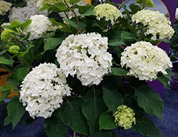 FlowerFull Smooth Hydrangea (Hydrangea arborescens 'BAIFUL') at Debbie's Greenhouse & Garden Centre