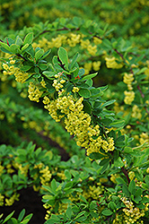 Emerald Carousel Barberry (Berberis 'Tara') at Debbie's Greenhouse & Garden Centre