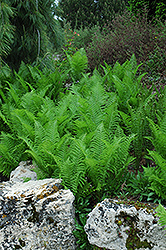Ostrich Fern (Matteuccia struthiopteris) at Debbie's Greenhouse & Garden Centre