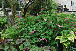 Common Bleeding Heart (Dicentra spectabilis) at Debbie's Greenhouse & Garden Centre