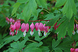 Common Bleeding Heart (Dicentra spectabilis) at Debbie's Greenhouse & Garden Centre