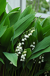 Lily-Of-The-Valley (Convallaria majalis) at Debbie's Greenhouse & Garden Centre