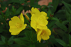 Yellow Sundrops (Oenothera tetragona) at Debbie's Greenhouse & Garden Centre