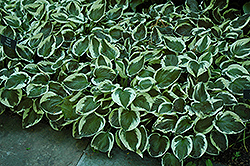 Patriot Hosta (Hosta 'Patriot') at Debbie's Greenhouse & Garden Centre