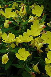 Yellow Sundrops (Oenothera tetragona) at Debbie's Greenhouse & Garden Centre