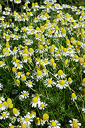 German Chamomile (Matricaria recutita) at Debbie's Greenhouse & Garden Centre