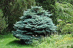 Globe Blue Spruce (Picea pungens 'Globosa') at Debbie's Greenhouse & Garden Centre