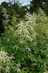 Goatsbeard (Aruncus dioicus) at Debbie's Greenhouse & Garden Centre
