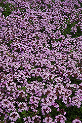 Red Creeping Thyme (Thymus praecox 'Coccineus') at Debbie's Greenhouse & Garden Centre