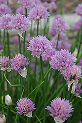 Chives (Allium schoenoprasum) at Debbie's Greenhouse & Garden Centre