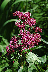 Swamp Milkweed (Asclepias incarnata) at Debbie's Greenhouse & Garden Centre