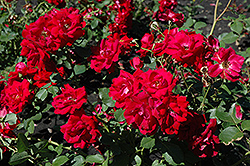 Champlain Rose (Rosa 'Champlain') at Debbie's Greenhouse & Garden Centre
