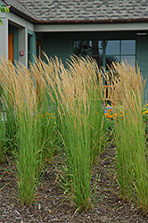 Karl Foerster Reed Grass (Calamagrostis x acutiflora 'Karl Foerster') at Debbie's Greenhouse & Garden Centre