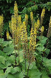 The Rocket Rayflower (Ligularia 'The Rocket') at Debbie's Greenhouse & Garden Centre