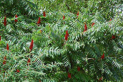 Staghorn Sumac (Rhus typhina) at Debbie's Greenhouse & Garden Centre